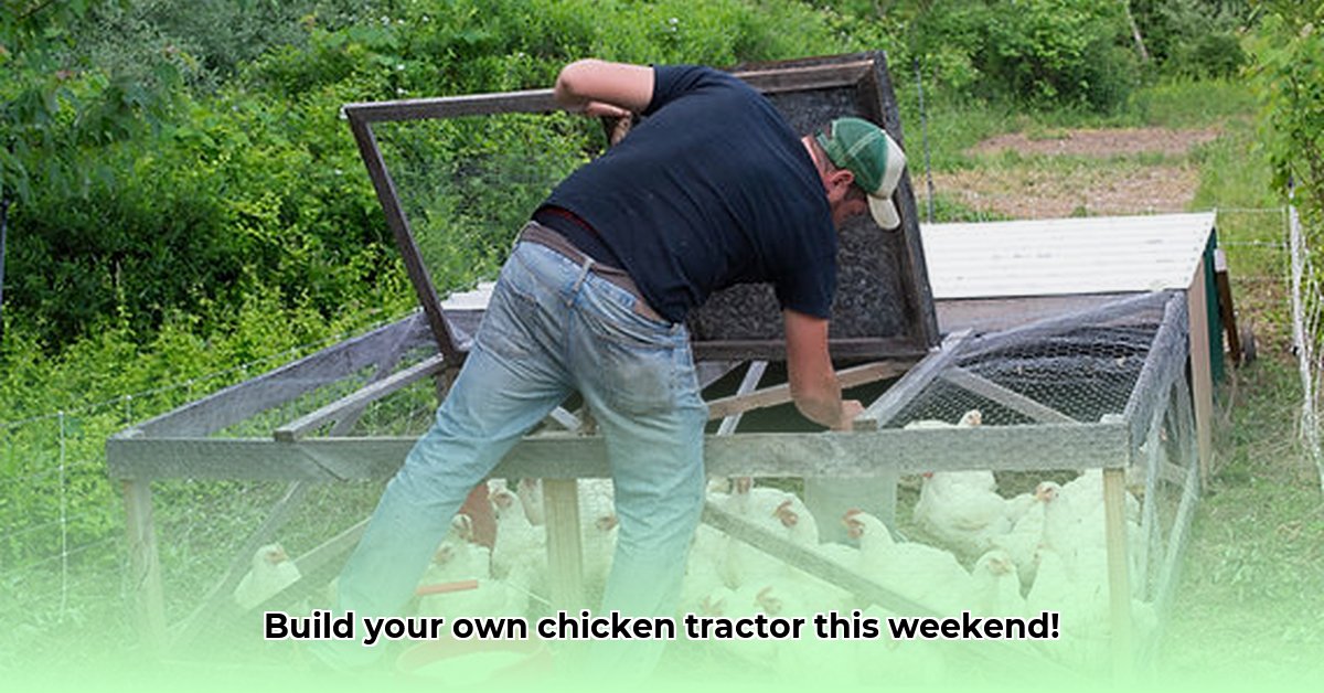 pictures-of-chicken-tractors